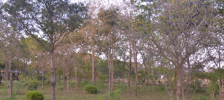 Dayavanam: The Plant Kingdom at Manjakkudi