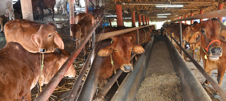 A Moo, Moo Greeting from Manjakkudi